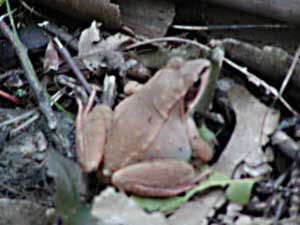 frog