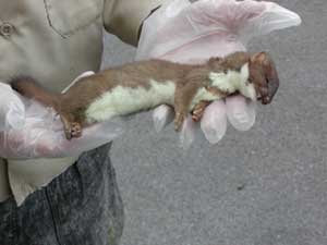 weasel
