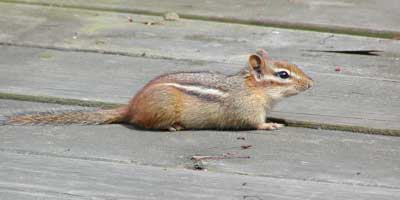 chipmunk