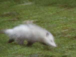 possum