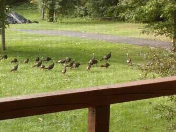 turkeys from porch