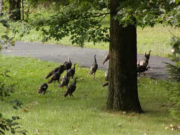 turkeys