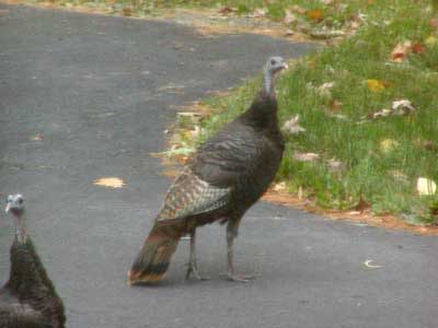 turkeys near garage