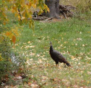turkey in the fall