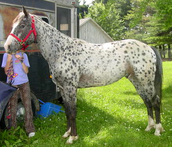 PA Impressive Prince