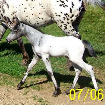 Northstar Brownsugar