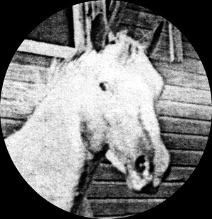 warhosef838head