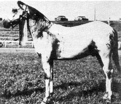 bryantsapacheladf3552