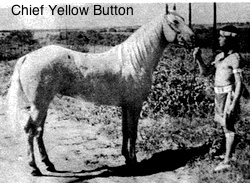 chiefyellowbutton