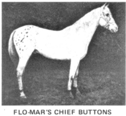 flomarschiefbuttons