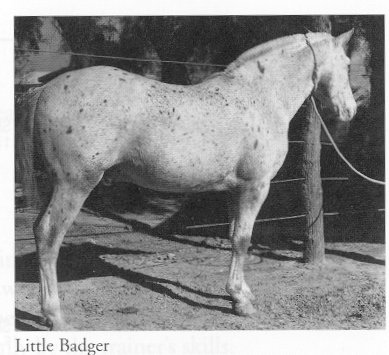 littlebadgerf2401a