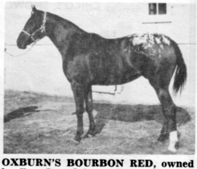 oxburnsbourbonred