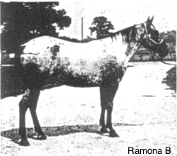 ramonab