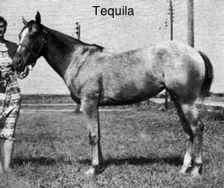 tequila