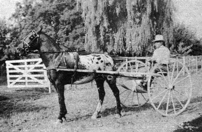 thompsonslittleeagle3