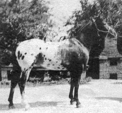 thompsonslittleeagle4