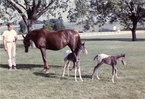 wlfoal2