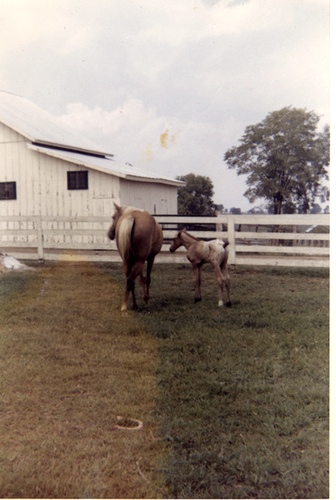 wlfoal3