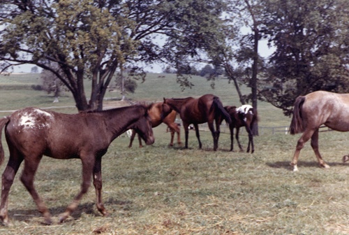 wlfoal4