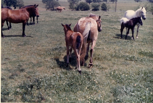 wlfoal6