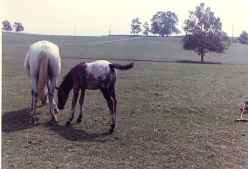 wlfoal9