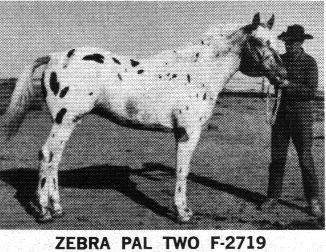 zebrapaltwo2