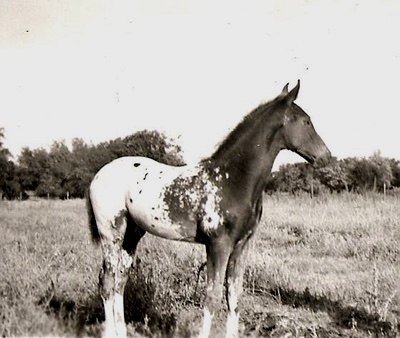 chocolatesundayf485foal