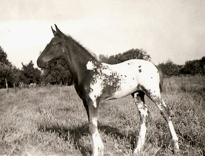 chocolatesunday.foal2jpg