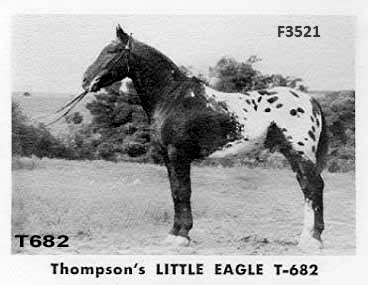 thimpsonslittleeaglef3521d