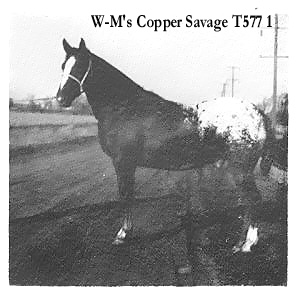 wmsfrisky-coppersavagef4608