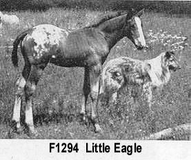 littleeaglef1294