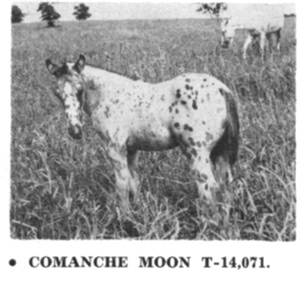 comanchemoon