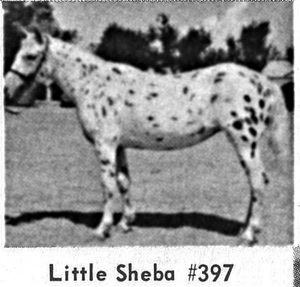 littlesheba