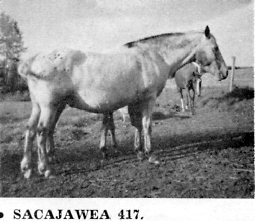 sacajaweraf417a