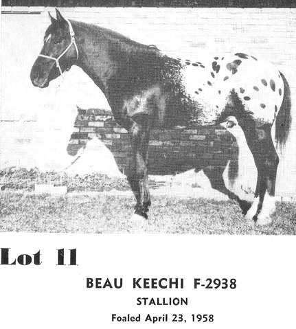 beukeechif2938