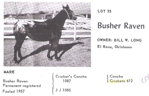 busherravenf4383