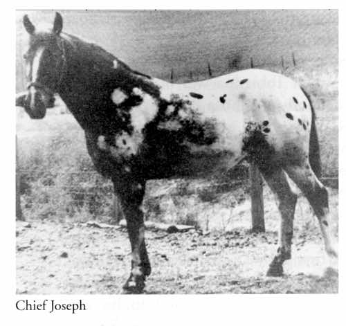 chiefjoseph