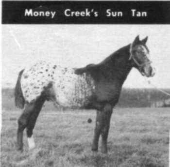 moneycreekssuntan