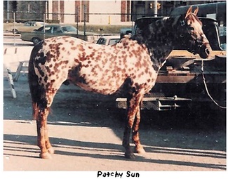 patchysun