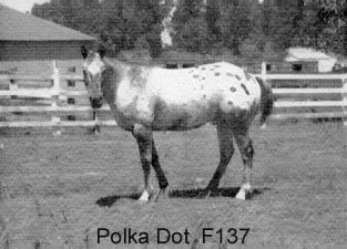 polkadotf137