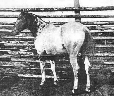 tipf1486