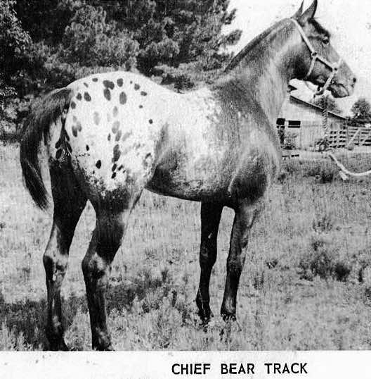 chiefbeartrackf3175