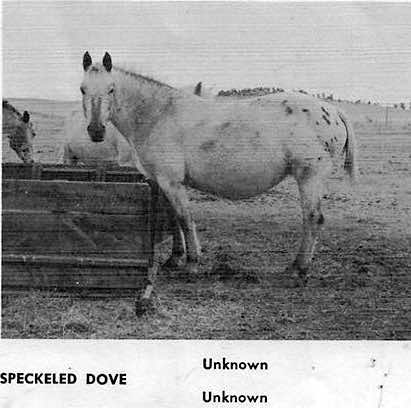 speckleddovef3118