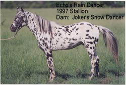 echosraindancer