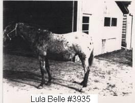 lulabellet3935