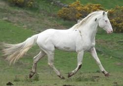rdftikhaattarain