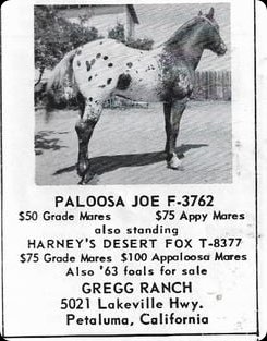 paloosajoef3762