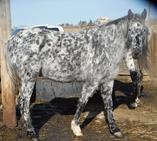 pjaghostwindwillow