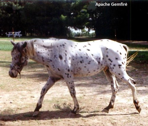 apachegemfire