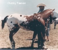 chiubbypawnee